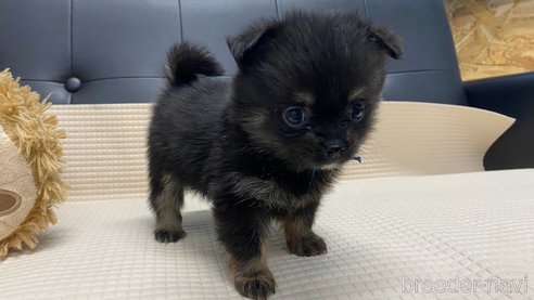 成約済の兵庫県のポメチワ:ポメラニアン×チワワ-329749の6枚目